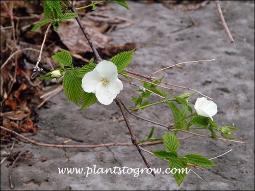 single, 4 petaled flower.